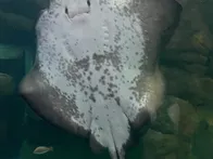 広島県旅行先で行った宮島水族館🐟