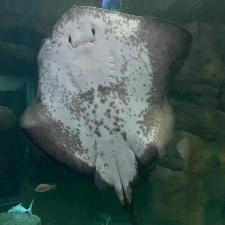 広島県旅行先で行った宮島水族館🐟