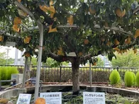 梨づくしの博物館！