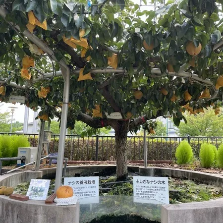 梨づくしの博物館！