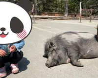 【ユーザ投稿】 大きな滑り台、アスレチックなど遊具...