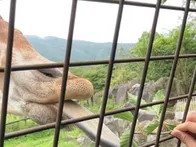 4年ぶりの富士サファリ！
