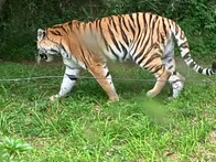 4年ぶりの富士サファリ！