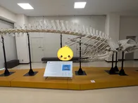 クジラは毎週土曜日に見学可、ミュー...