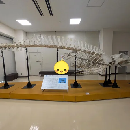 クジラは毎週土曜日に見学可、ミュー...