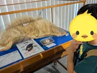 クジラは毎週土曜日に見学可、ミュー...