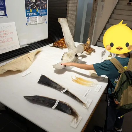 クジラは毎週土曜日に見学可、ミュー...