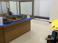 クジラは毎週土曜日に見学可、ミュー...