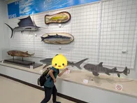 クジラは毎週土曜日に見学可、ミュー...