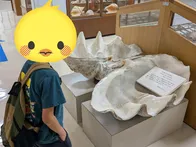 クジラは毎週土曜日に見学可、ミュー...