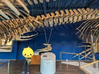 クジラは毎週土曜日に見学可、ミュー...