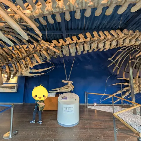 クジラは毎週土曜日に見学可、ミュー...