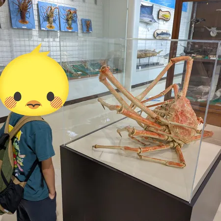 クジラは毎週土曜日に見学可、ミュー...
