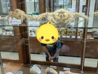 クジラは毎週土曜日に見学可、ミュー...