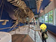 クジラは毎週土曜日に見学可、ミュー...