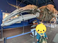 クジラは毎週土曜日に見学可、ミュー...