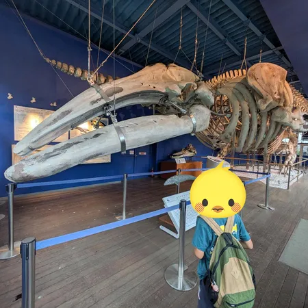 クジラは毎週土曜日に見学可、ミュー...