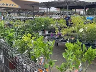 駐車場もたっぷりあり、植物🪴を買い...