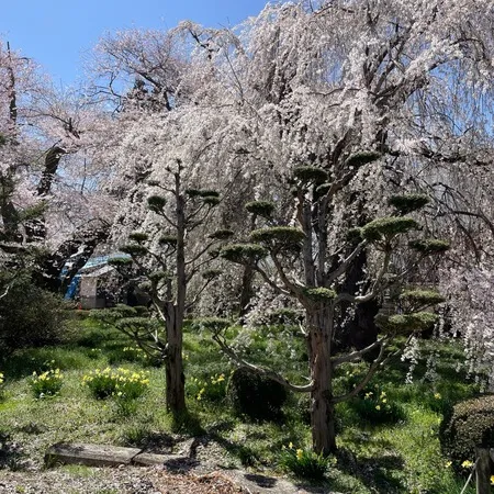 枝垂桜がとてもきれいです。とで見応...