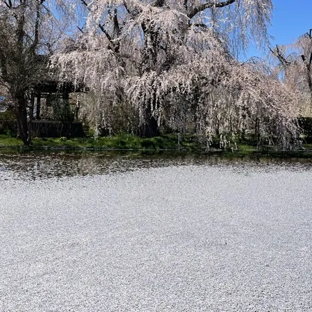 枝垂桜がとてもきれいです。とで見応...