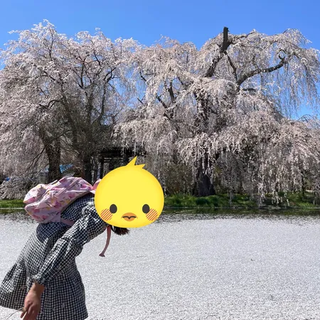 枝垂桜がとてもきれいです。とで見応...
