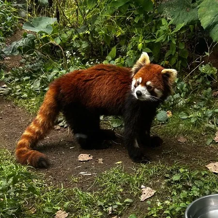 娘が興味津々で動物を見ていたので良...