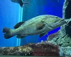 あそびーちのイルカとクジラがなかっ...