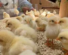 色々な動物とふれあえる大満足の場所...