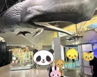 昔に比べて恐竜が減ってしまったがそ...