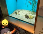 宮島にある大きい水族館。フェリー乗...