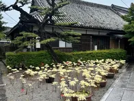 松阪市白粉町にある来迎寺です。松阪...