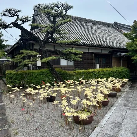 松阪市白粉町にある来迎寺です。松阪...