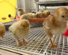 名古屋市農業センターdela（でら）ふぁーむ