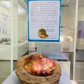 【アンモナイト企画展… 延長開催中】