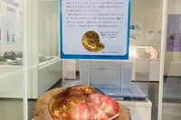【アンモナイト企画展… 延長開催中】