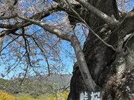 桜と海がとてもいいです。