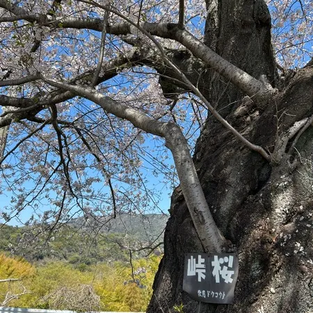 桜と海がとてもいいです。