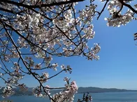 桜と海がとてもいいです。