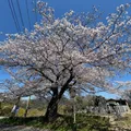 桜と海がとてもいいです。
