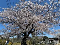桜と海がとてもいいです。