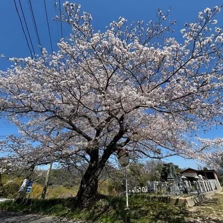 桜と海がとてもいいです。