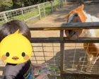 とんとんの丘　もちぶた館