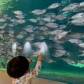 ⭐︎ショーやえさやりが楽しめる水族館⭐︎