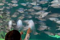 ⭐︎ショーやえさやりが楽しめる水族館⭐︎