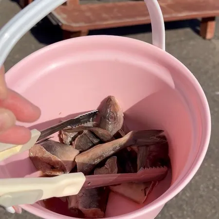 ⭐︎ショーやえさやりが楽しめる水族館⭐︎