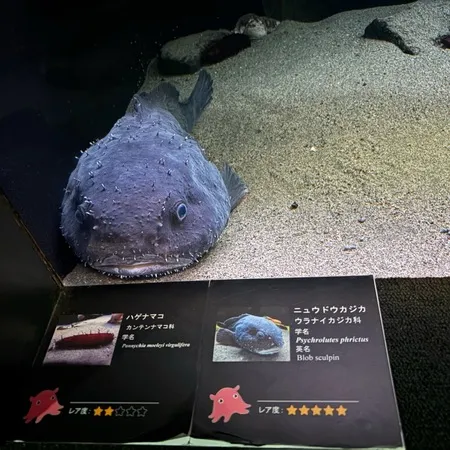 深海生物に興味をもち訪れました。