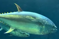 思っていたよりも迫力と見応えがある...