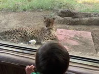 しっかり歩いたり走ることが2歳にな...