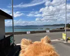 愛犬とお散歩で訪問。波が穏やかでと...
