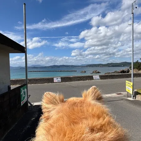 愛犬とお散歩で訪問。波が穏やかでと...